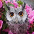 げっちゃん：アフリカオオコノハズク