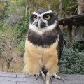フウちゃん：メガネフクロウ