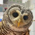 蝉丸ちゃん：アカアシモリフクロウ