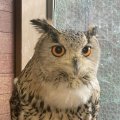 大福ちゃん：シベリアワシミミズク